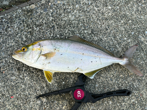 ショゴの釣果