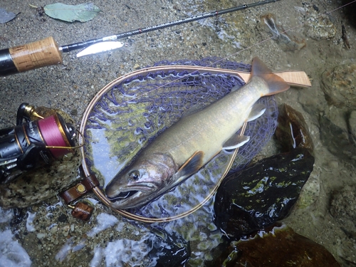 ニッコウイワナの釣果