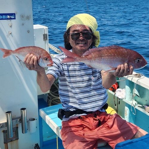 マダイの釣果