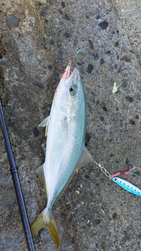 ワカシの釣果