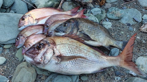 マダイの釣果