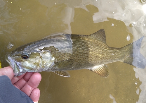 スモールマウスバスの釣果