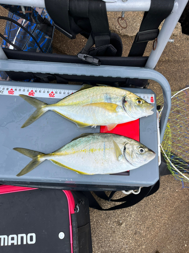 シマアジの釣果