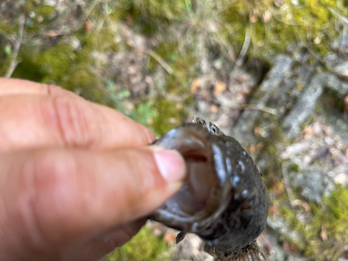 カジカの釣果