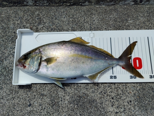 ショゴの釣果