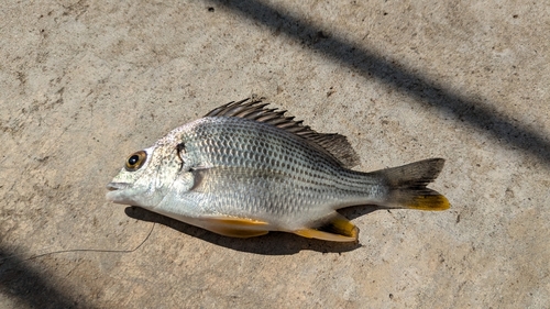 キビレの釣果