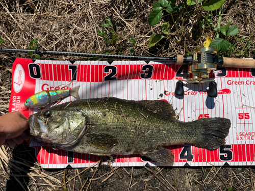 ブラックバスの釣果