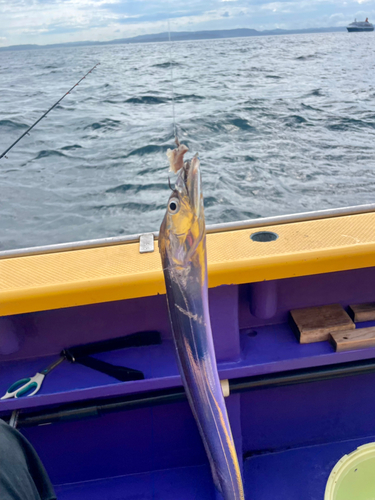 タチウオの釣果