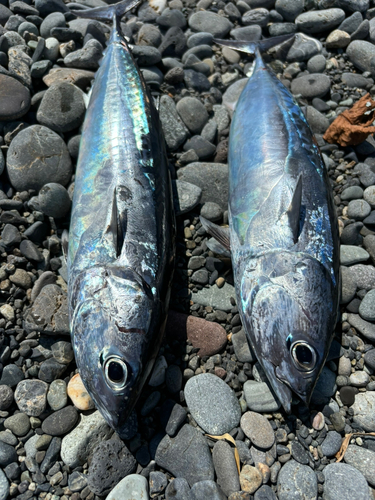 ソウダガツオの釣果