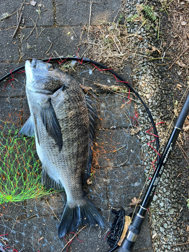 チヌの釣果