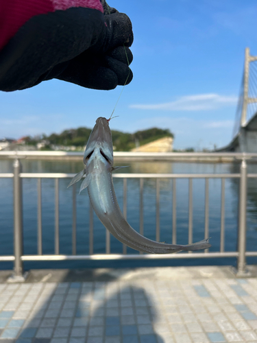 シロギスの釣果