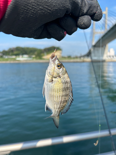 クロダイの釣果