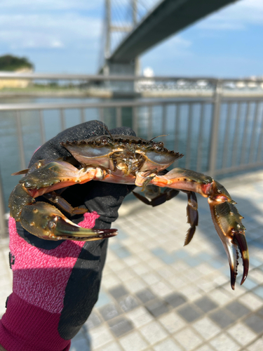 カニの釣果