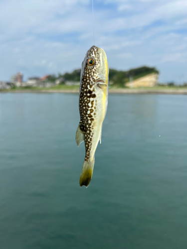 フグの釣果