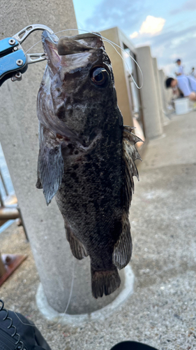 クロソイの釣果