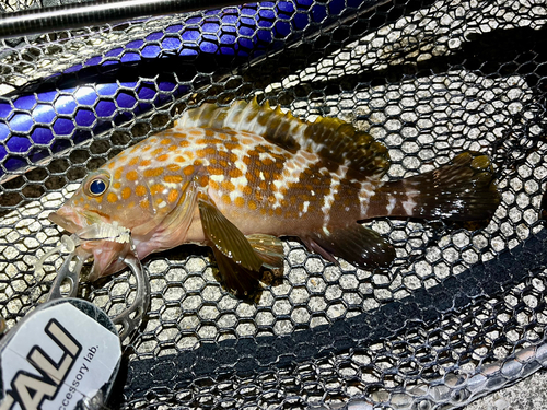 アコウの釣果