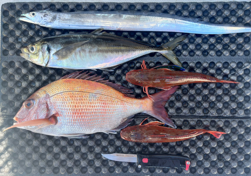 マダイの釣果