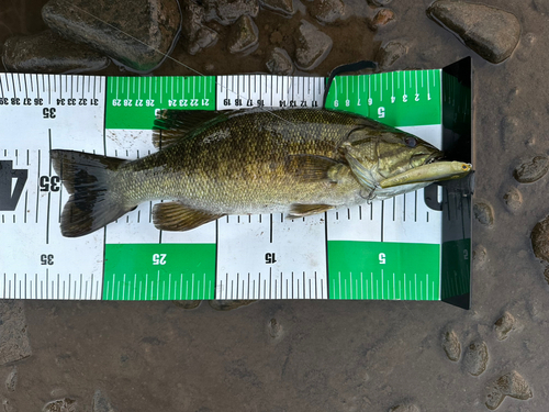 スモールマウスバスの釣果