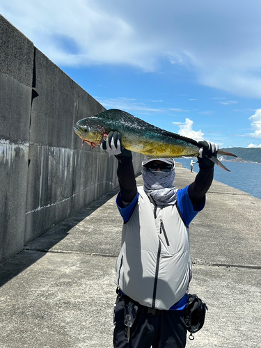 シイラの釣果