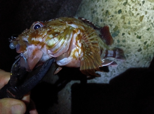 ガシラの釣果