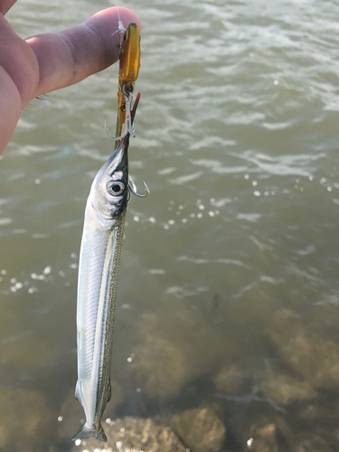 ダツの釣果