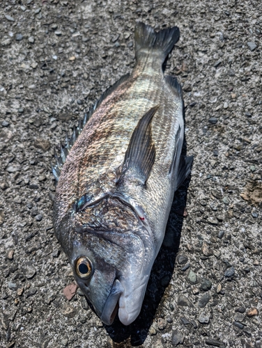 ヒョウタイの釣果