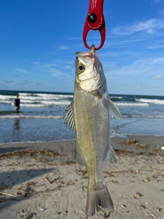 セイゴ（ヒラスズキ）の釣果