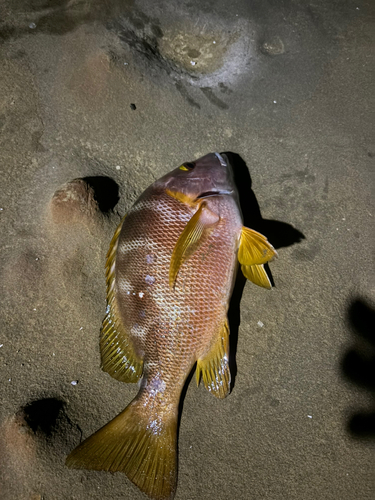 シブダイの釣果