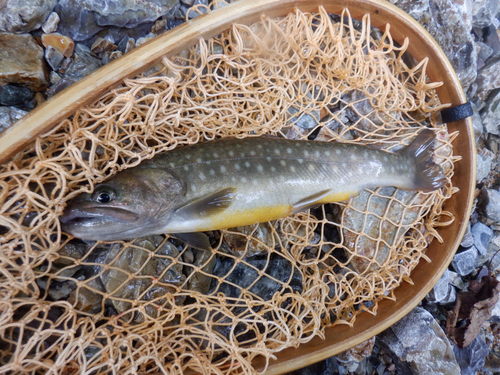 イワナの釣果