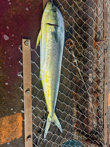 シイラの釣果