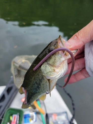 ラージマウスバスの釣果