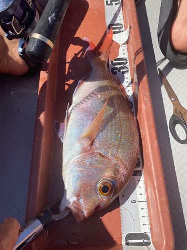 マダイの釣果