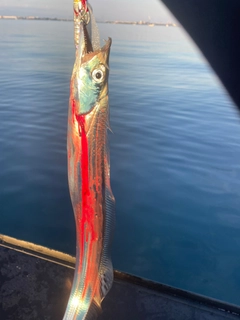 マサバの釣果