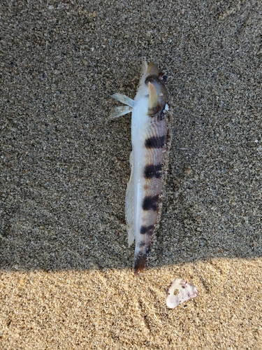 トラハゼの釣果