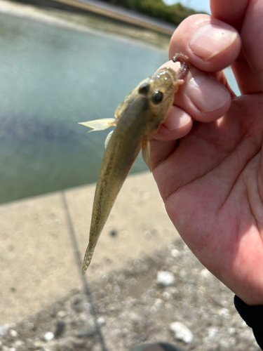 マハゼの釣果