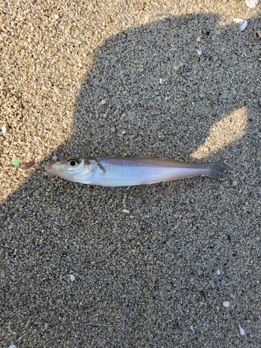 キスの釣果