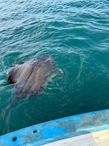 アカエイの釣果