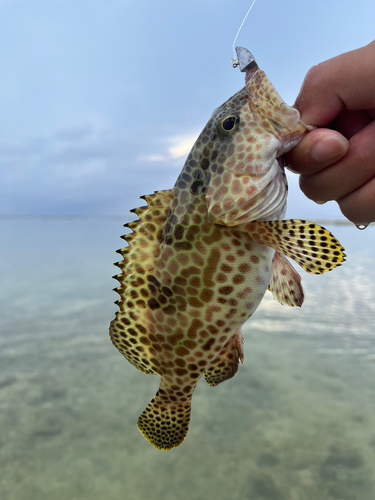 イシミーバイの釣果