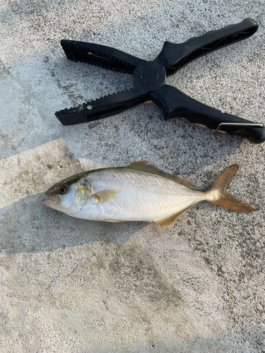 ショゴの釣果