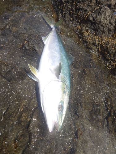 ブリの釣果