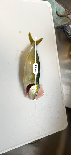 ツバスの釣果