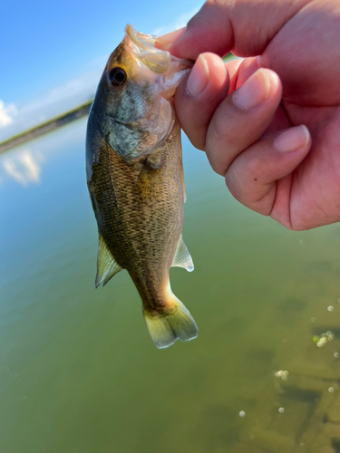 ラージマウスバスの釣果