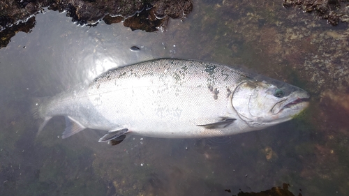 サクラマスの釣果