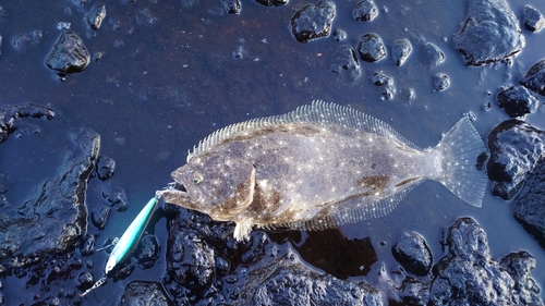 ヒラメの釣果