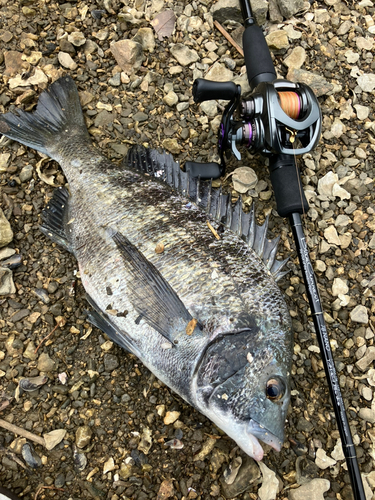 クロダイの釣果