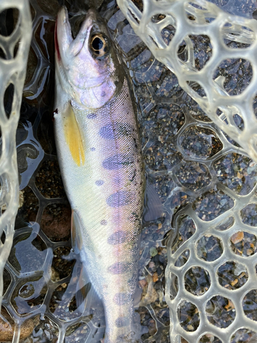 ヤマメの釣果