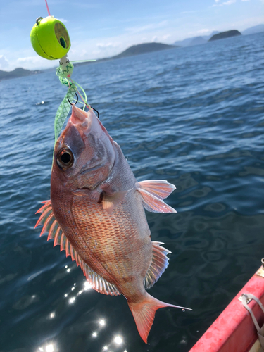 マダイの釣果