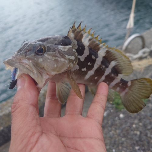 クエの釣果