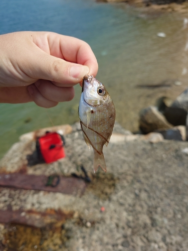 タイの釣果