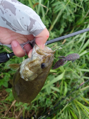 スモールマウスバスの釣果